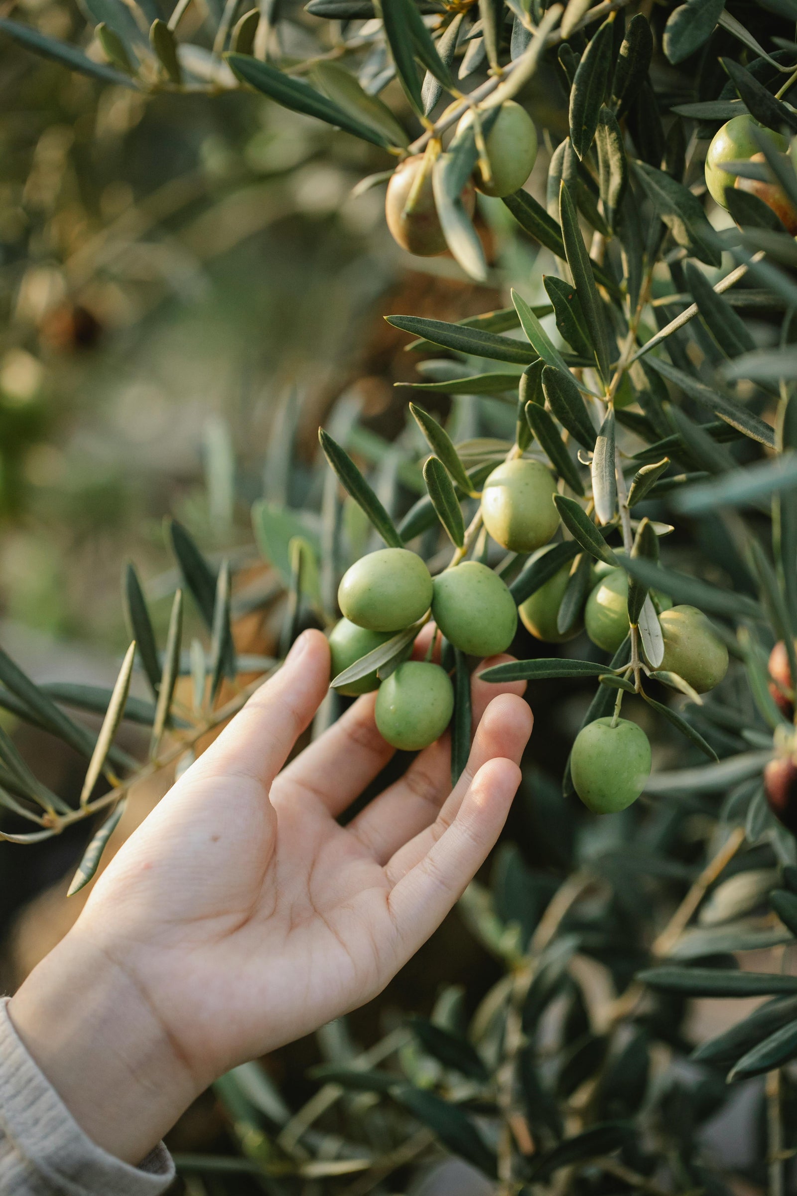 The 411 on cold pressed olive oil